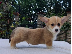 PoulaTo: Ουαλικά corgi pembroke κουτάβια